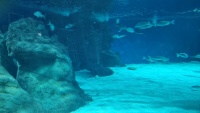 Aquarium mit verschiedenen Fischarten